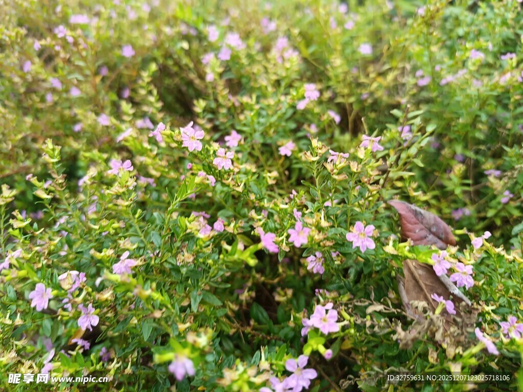 花丛中觅食的小鸟