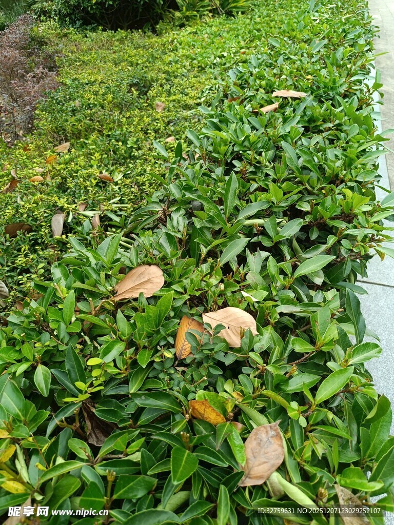 翠绿繁茂的植物景观