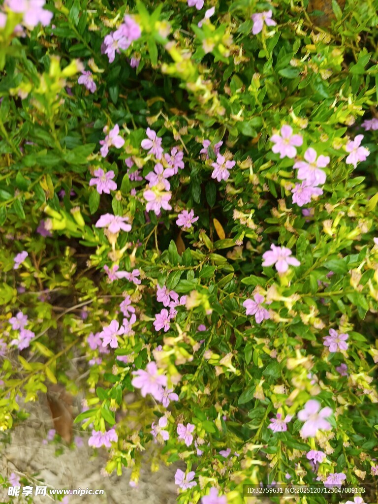 繁茂花丛中的粉色小花