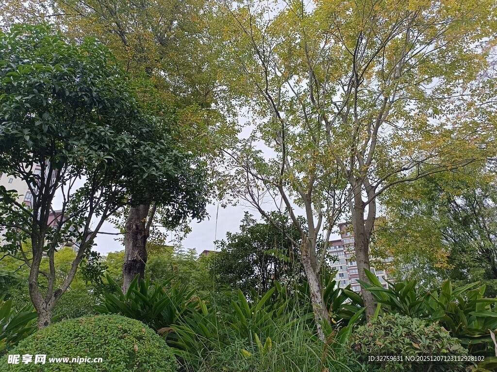 绿意盎然的繁茂树林景观