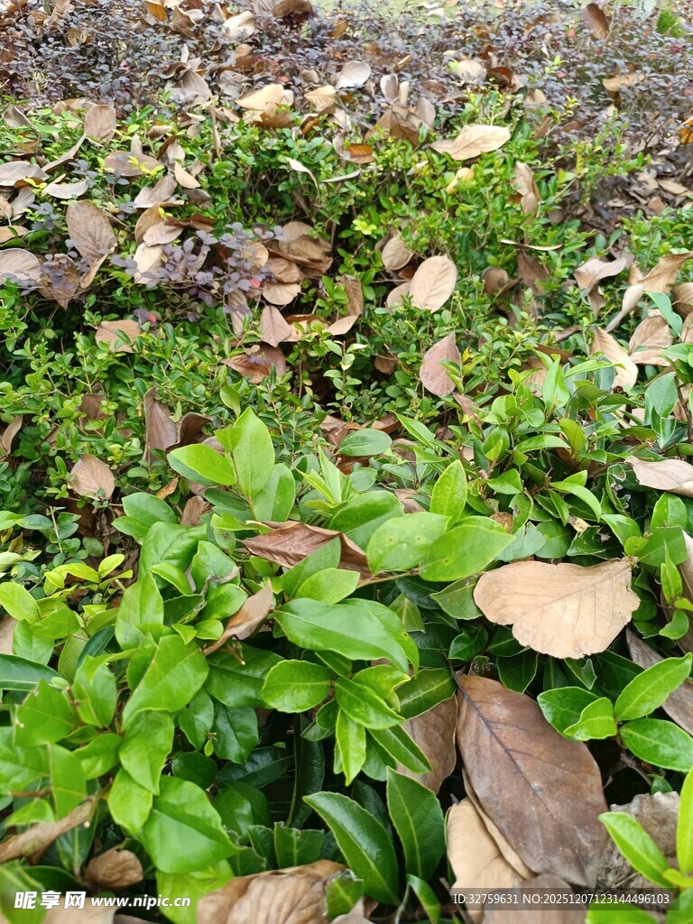 地面上的绿叶与枯叶