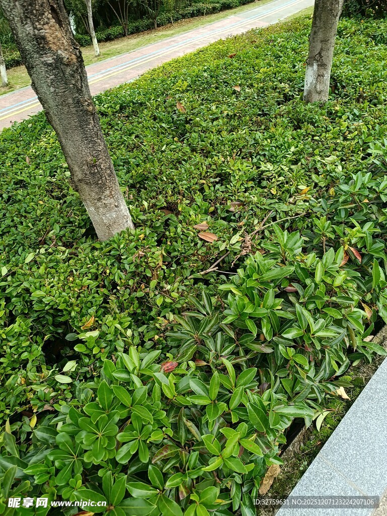 路边绿植景观