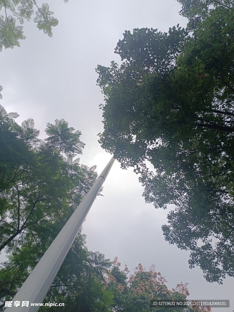 仰视绿树间的白色灯柱