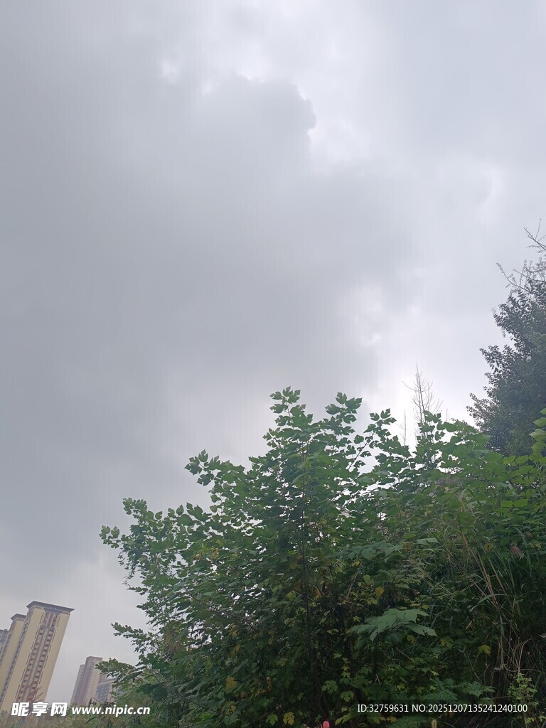 阴天时的绿树与远处建筑