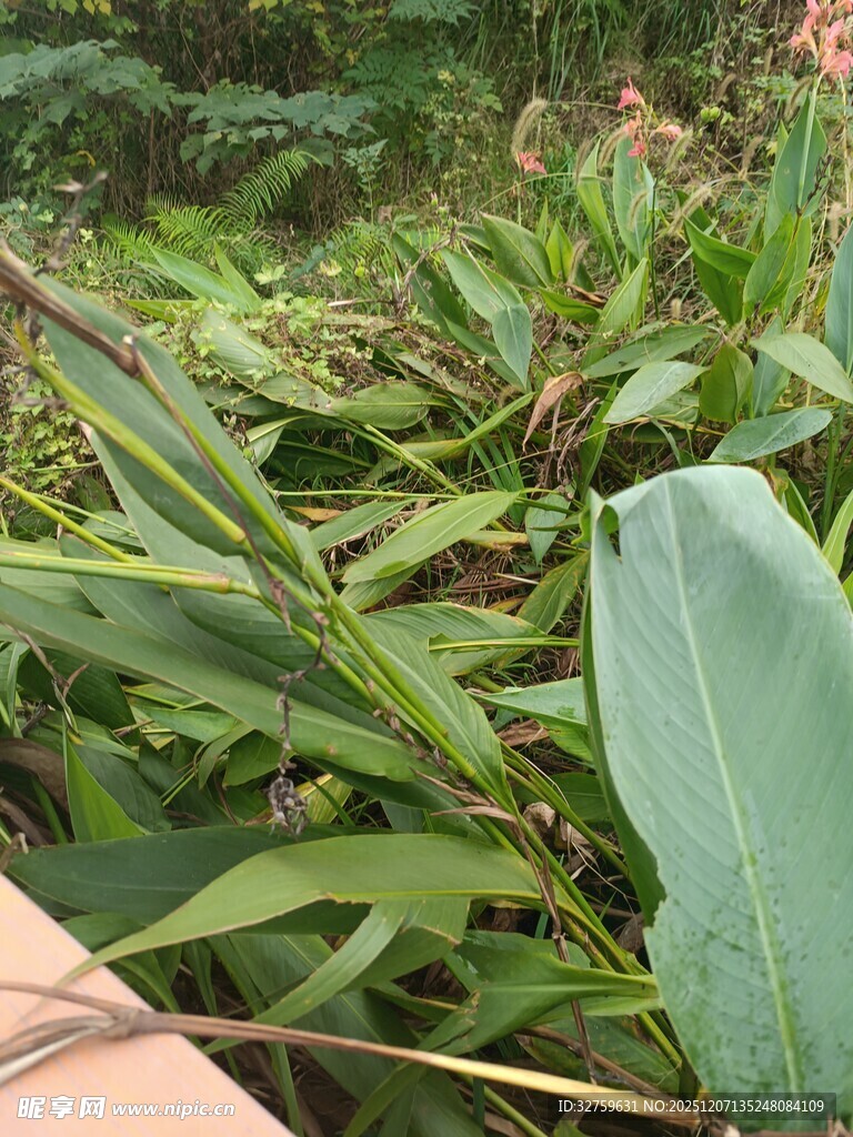 野外繁茂的绿色植物景象