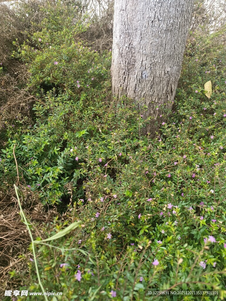 树下繁茂绿植与小花