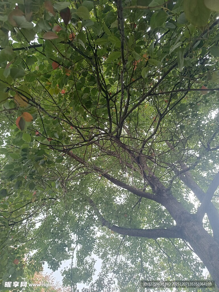 繁茂树枝下的绿意景象