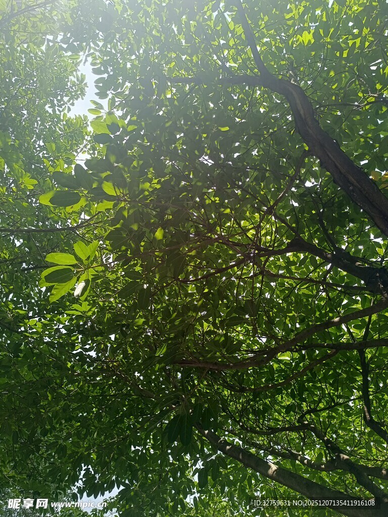 阳光透过繁茂树叶的景象