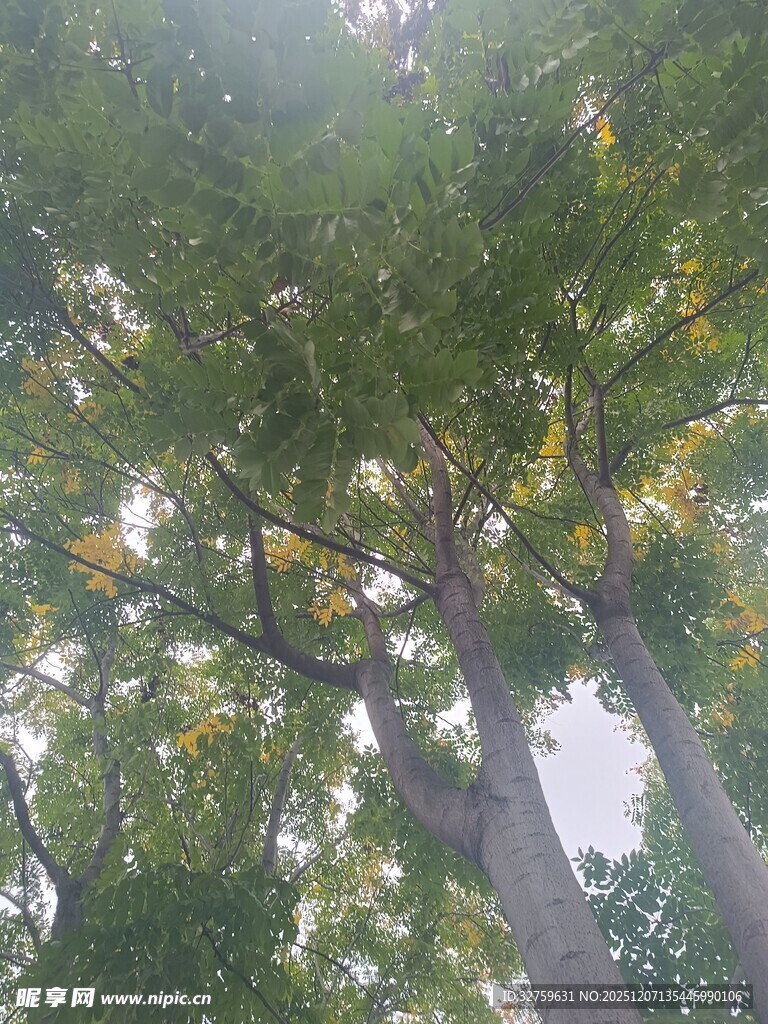 仰视茂密树林树冠景象