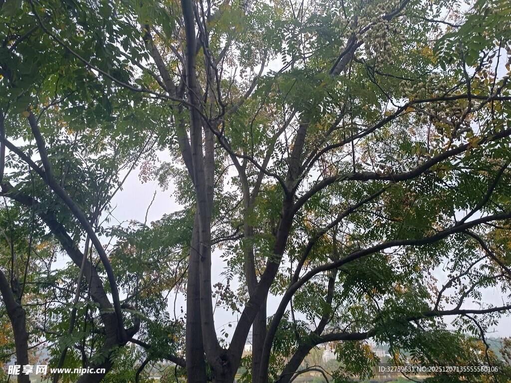 繁茂大树展现自然生机