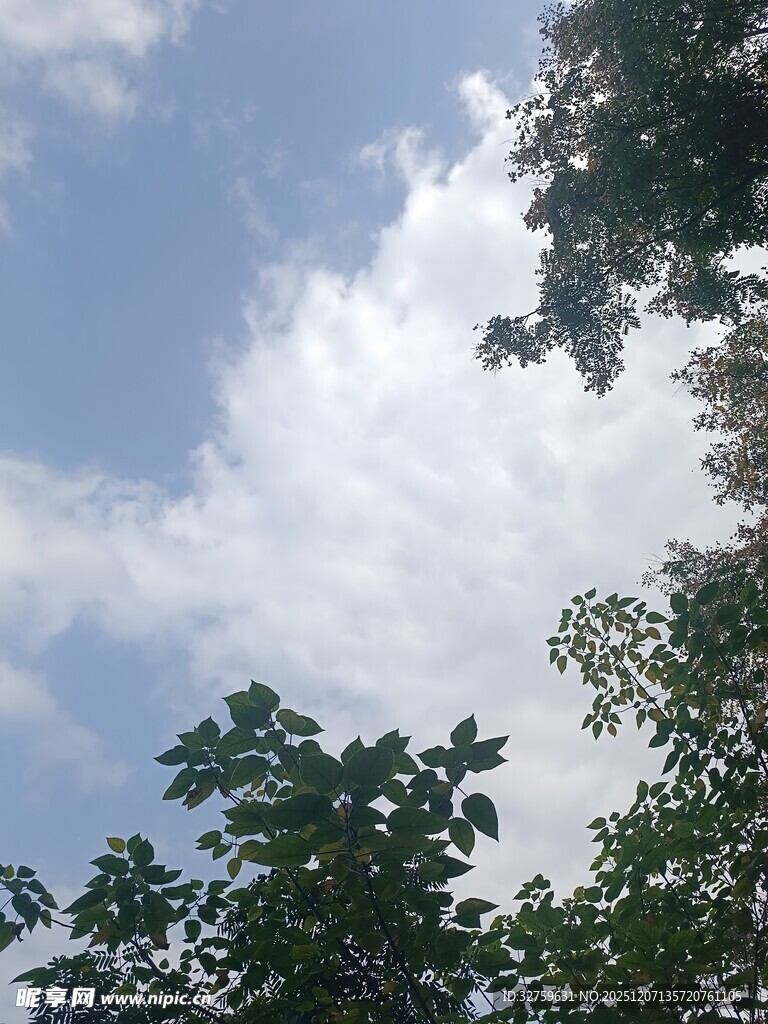 蓝天白云下的葱郁树梢