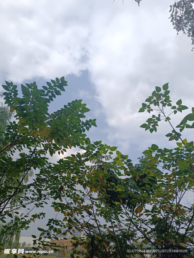 仰视绿树与天空的景致