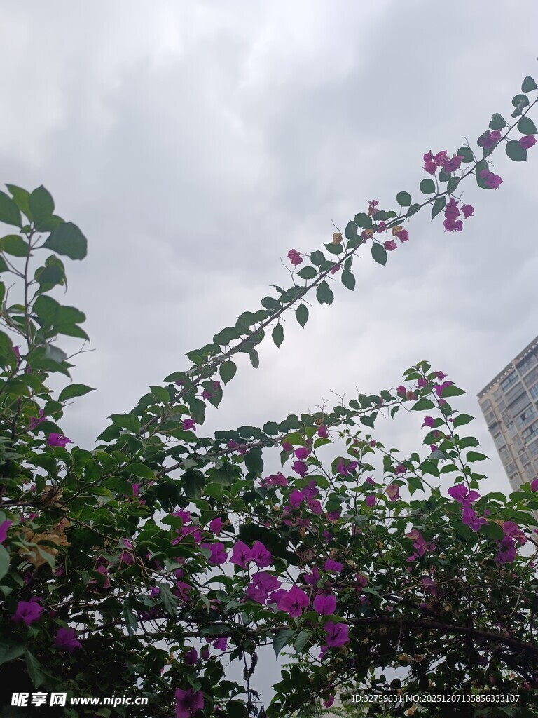 枝头绽放的紫色烂漫花朵