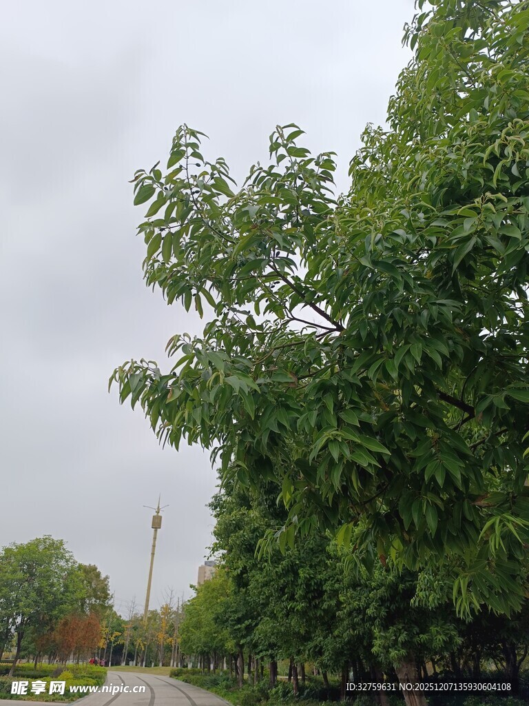 绿树成荫的宁静小路