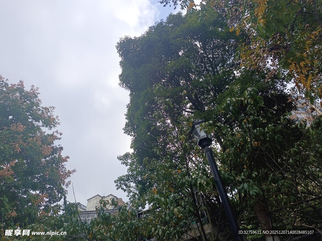 秋日繁茂树木景致