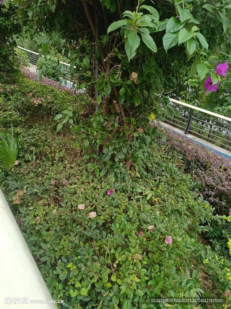 繁茂绿植覆盖的户外场景