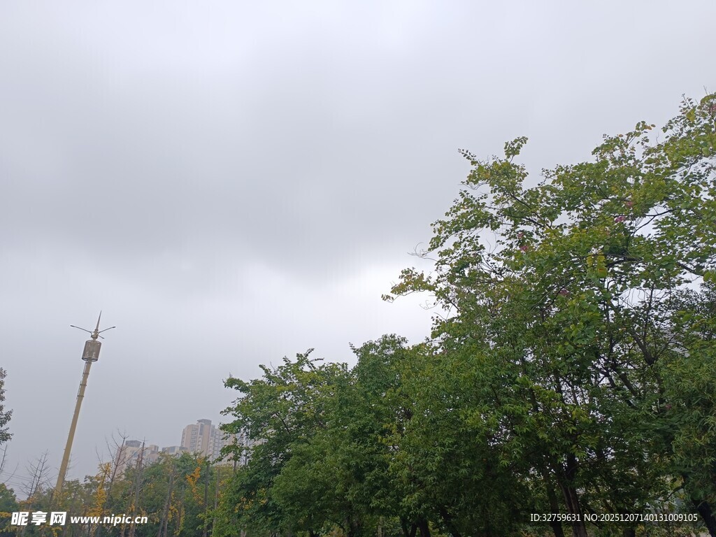 阴天中的葱郁树木