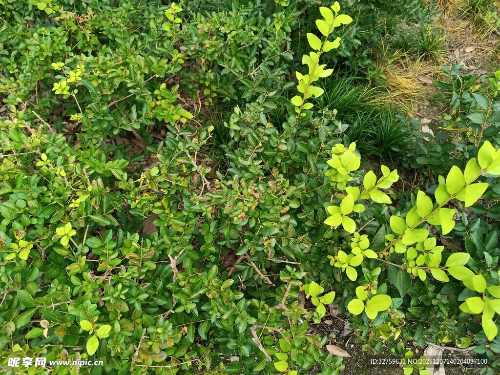 翠绿灌木丛的生机景象