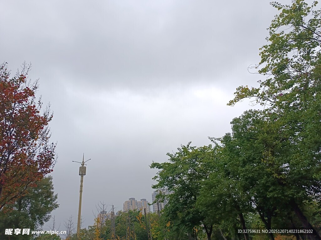 阴天中的多彩树木景观