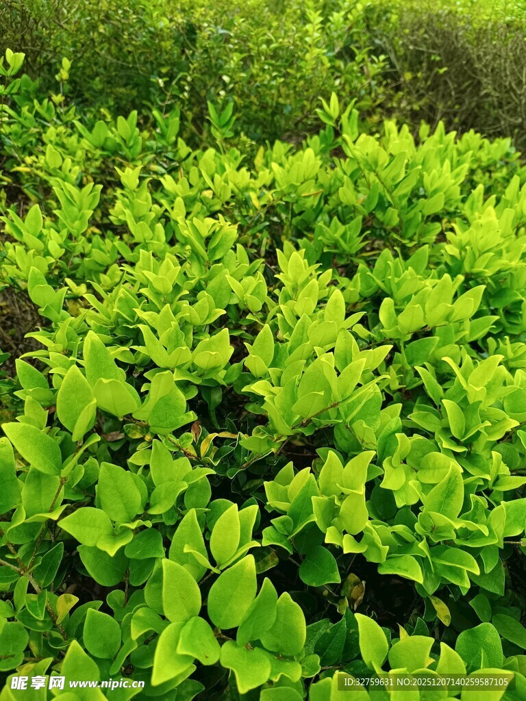 翠绿繁茂的植物景观