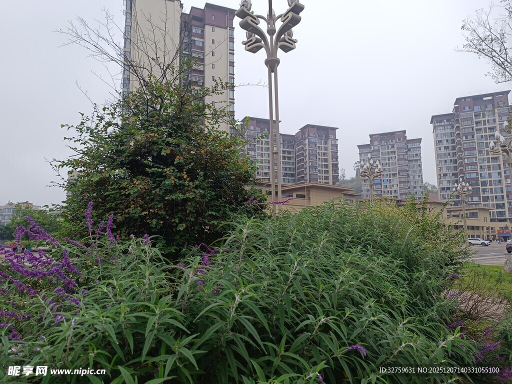 城市边的绿植景观