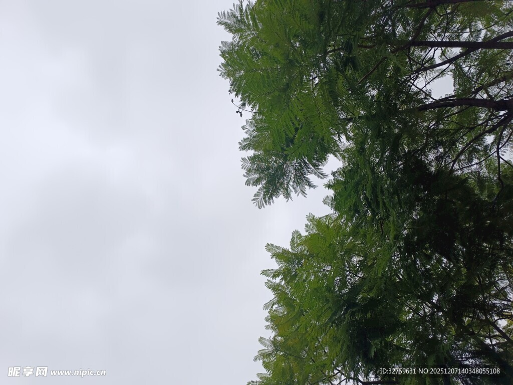 仰视葱郁树木