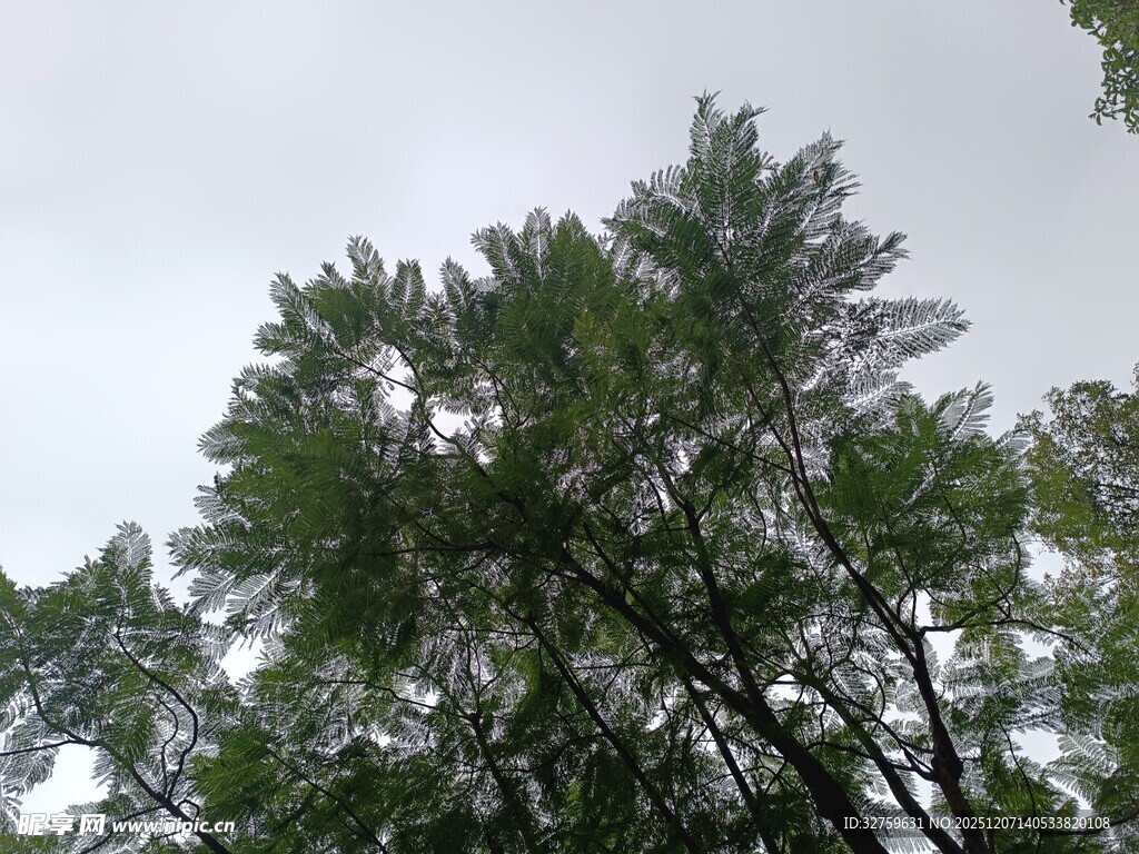 仰视茂密绿树树冠