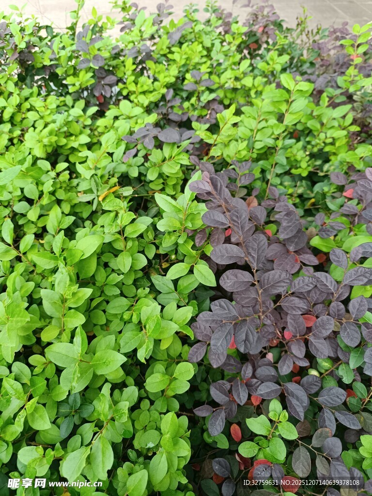 多彩绿植景观