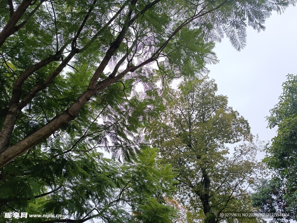 仰视茂密树林树冠