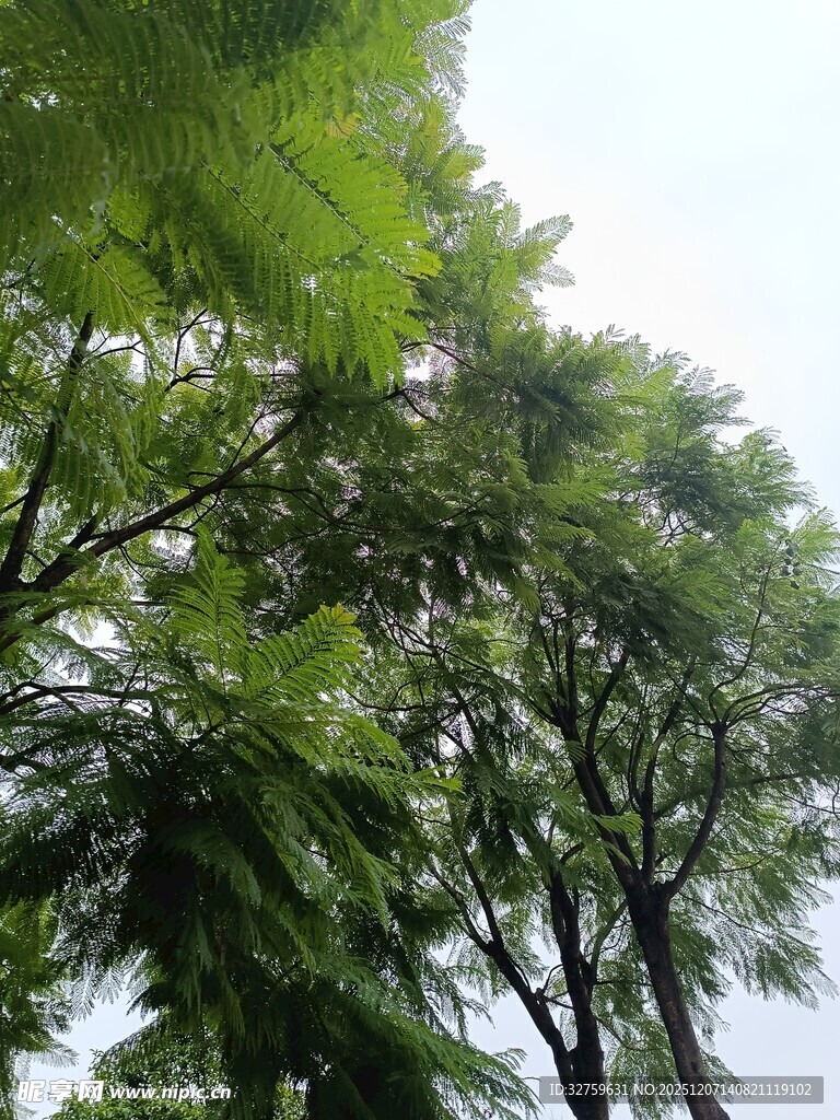 繁茂绿树 