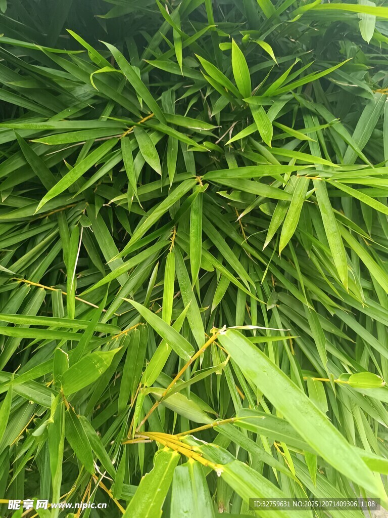 翠绿竹叶特写