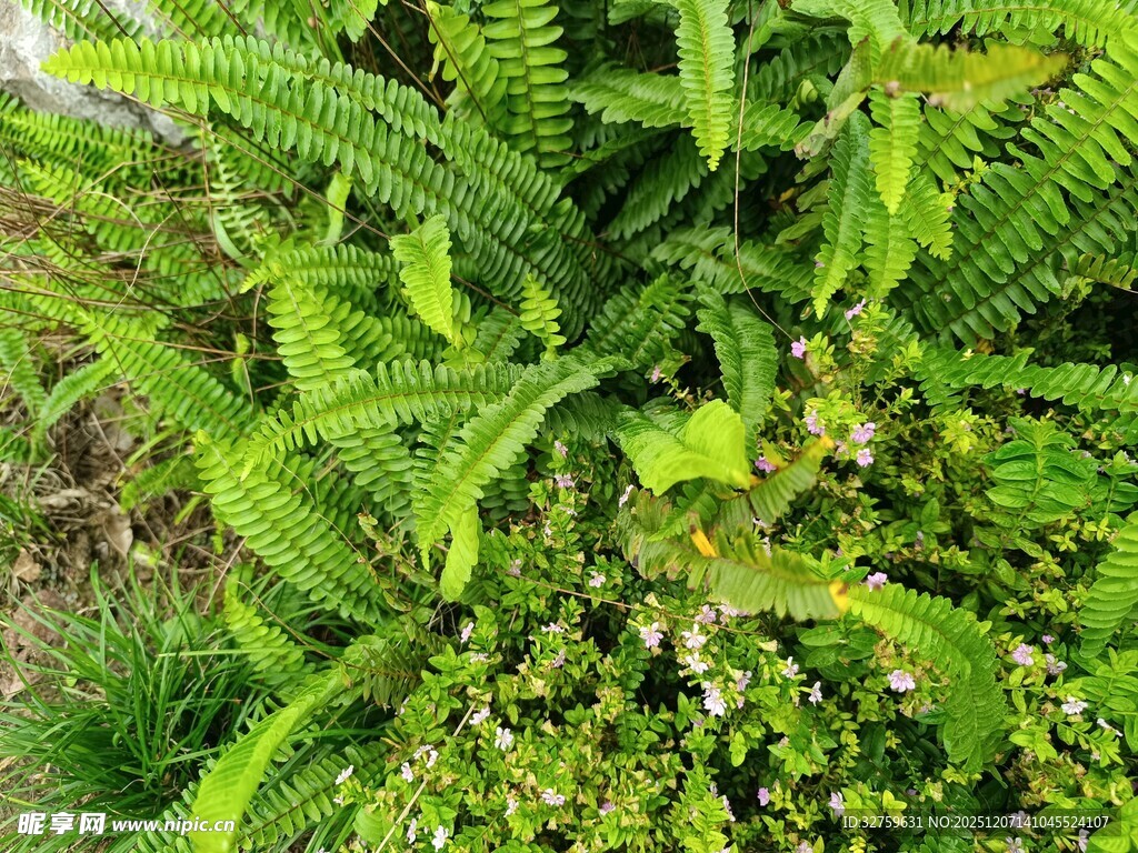 翠绿蕨类与小草的生机图景