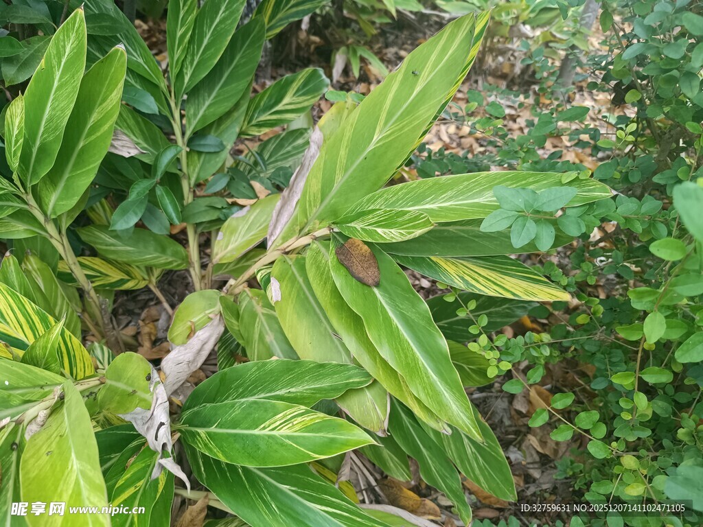 翠绿斑斓的植物叶片