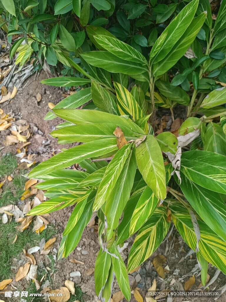 翠绿繁茂的植物叶片
