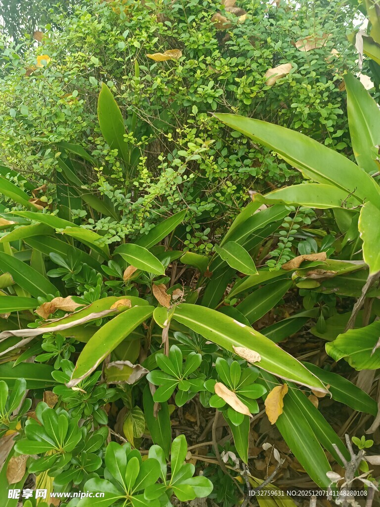 茂密绿植景观