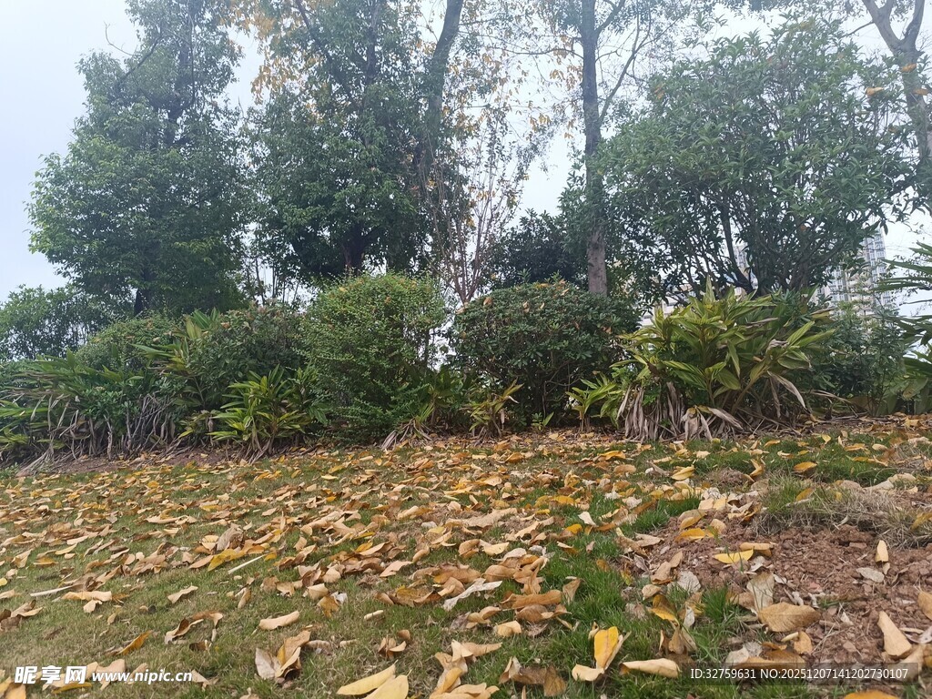 秋日落叶覆盖的绿植景观