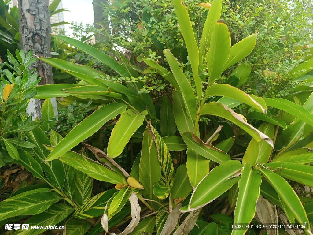 翠绿繁茂的热带植物景观