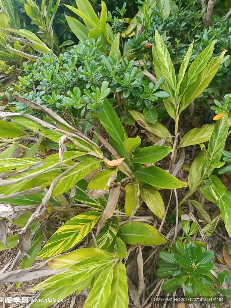 翠绿繁茂的丛生植物