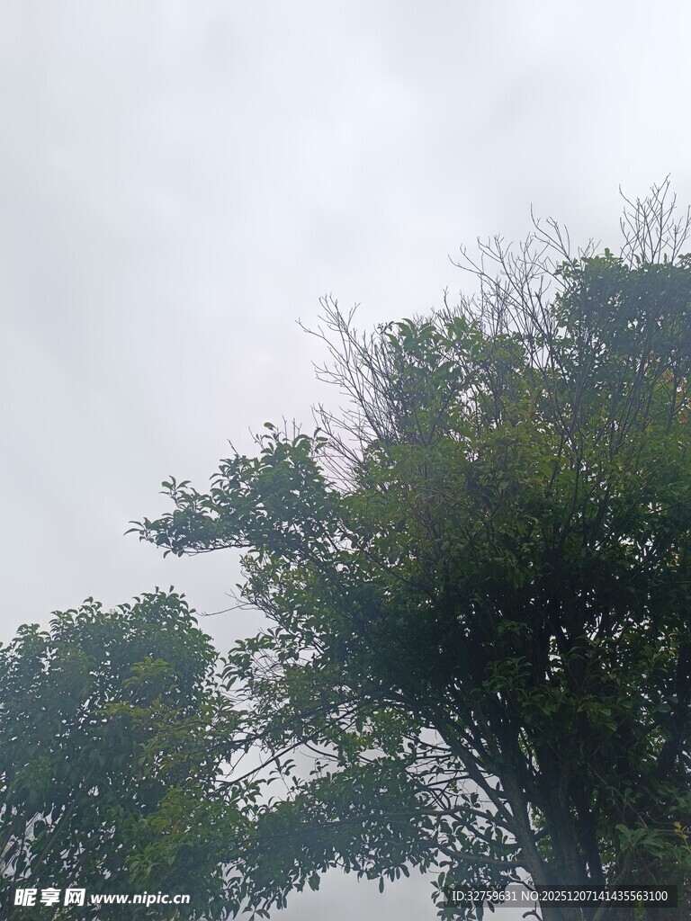 云雾中茂盛的绿树