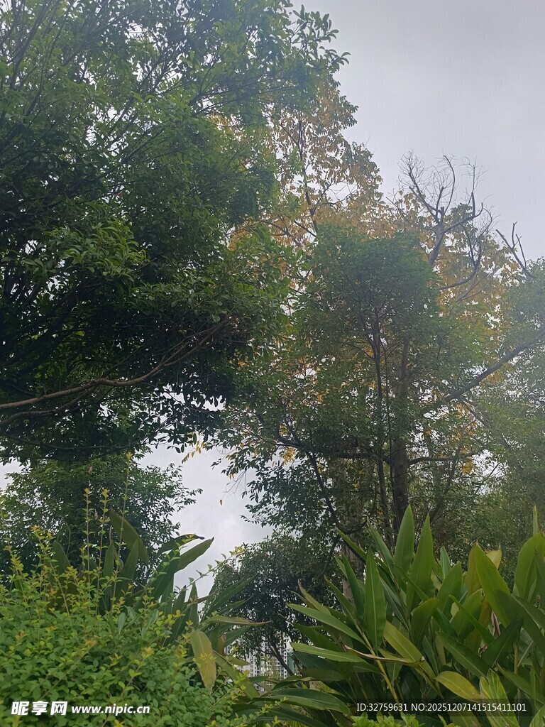 茂密树林中的绿植景观