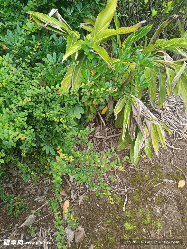 翠绿植物与新生竹笋景观