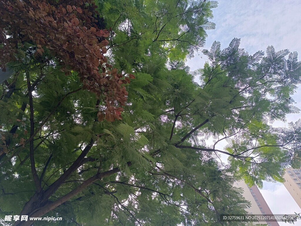 仰视繁茂绿树蓝天景象