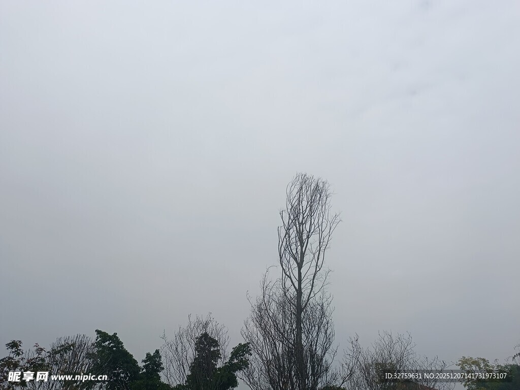 冬日枯树与朦胧天际