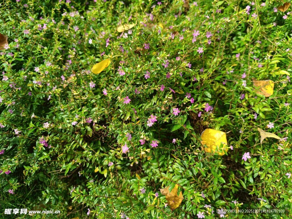 绿叶丛中的多彩花卉
