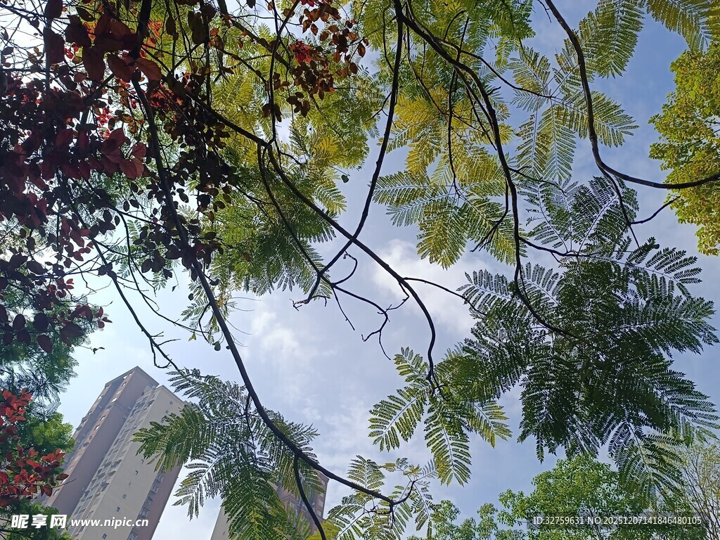 仰视繁茂枝叶与蓝天