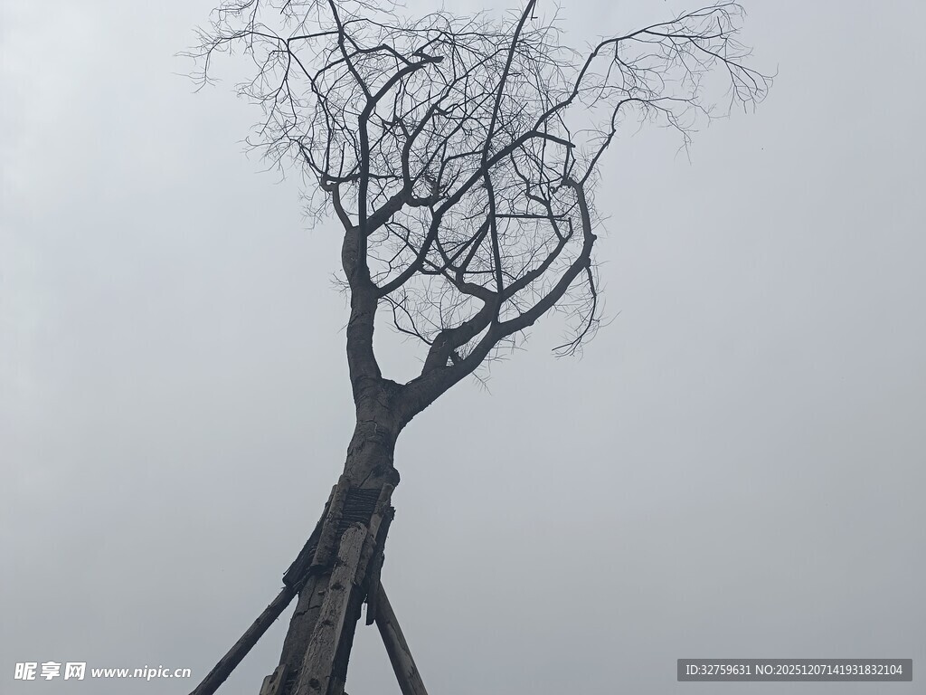 孤独枯树立于灰白天地间