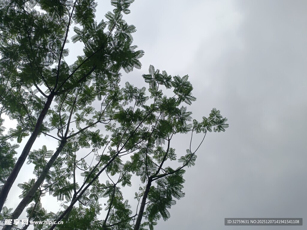 天空下的挺拔树木