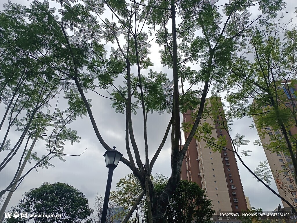 城市中树木与高楼相映