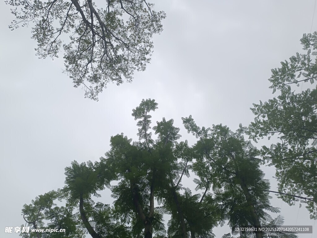 仰视天空下的繁茂绿树