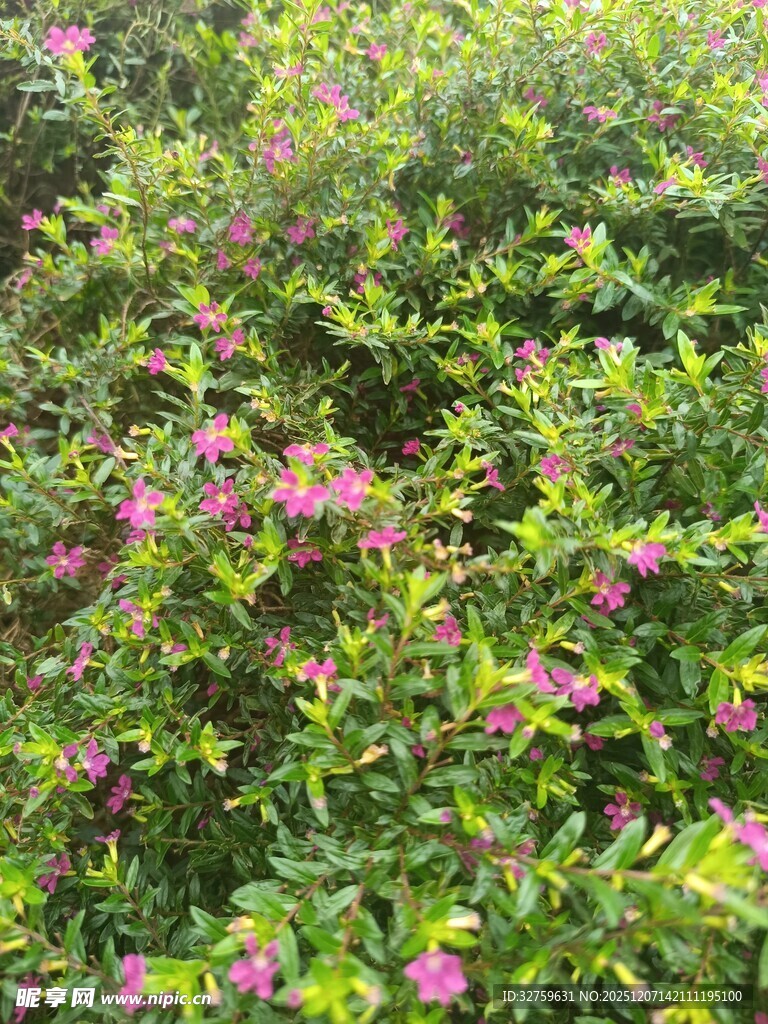 繁茂花丛中的粉色小花